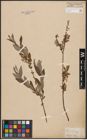 Foto von Salix aurita L. x Salix repens L.